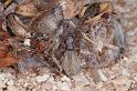 Phryganoporus_canididus_D3613_Z_86_Hamelin pool_Australie